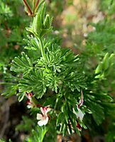 Pelargonium abrotanifolium leaves