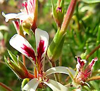 Pelargonium abrotanifolium in the throes of blooming