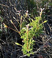 Pelargonium abrotanifolium, a flowering branch