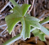 Pelargonium tetragonum leaf