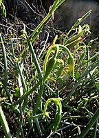 Pelargonium tetragonum young buds