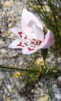 Gladiolus variegatus