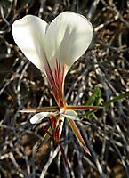 Pelargonium tetragonum flower