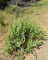 Salvia disermas spreading plant