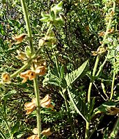 Salvia disermas prominent veins