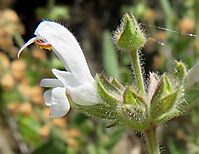 Salvia disermas flower