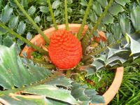 Encephalartos ferox female cone