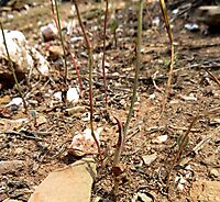 Ornithogalum pilosum leaves