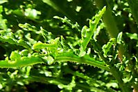 Arctotis revoluta green leaves