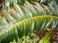 Encephalartos transvenosus leaf