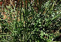 Bolandia pinnatifida leaves and stem-bases
