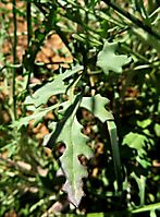 Bolandia pinnatifida leaf upper part