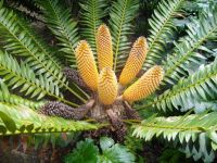 Encephalartos transvenosus male cones