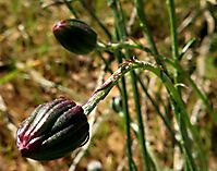 Bolandia pinnatifida flowerhead buds