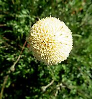 Bolandia pinnatifida open flowerhead