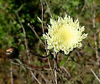 Bolandia pinnatifida first florets