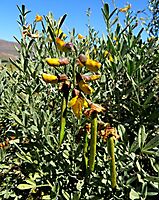 Calobota cytisoides flowers and fruits