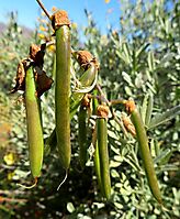 Calobota cytisoides green fruit