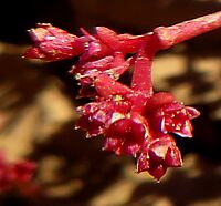 Crassula vaillantii compact flowers
