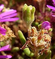 Drosanthemum prostratum bud