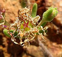 Drosanthemum prostratum faded flower