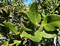 Euclea tomentosa leaves