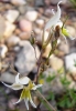 Gladiolus permeabilis subsp. edulis