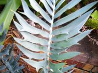 Encephalartos arenarius grey-blue leaf
