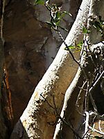 Ficus cordata subsp. cordata stems
