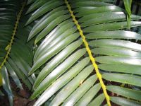Encephalartos lebomboensis (Retief) leaf