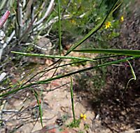 Heliophila arenaria fruit pods or siliquae