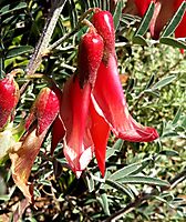 Lessertia frutescens calyx shine