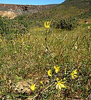 Moraea lewisiae subsp. lewisiae
