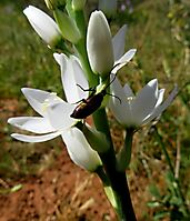 Ornithogalum strictum visitor intentions unclear