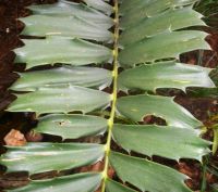 Encephalartos ferox leaf