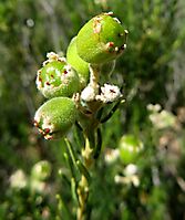 Phylica rigidifolia fruit