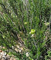 Phylica rigidifolia erect stems