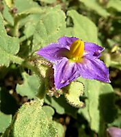 Solanum tomentosum flower