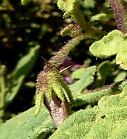 Solanum tomentosum calyx lobes