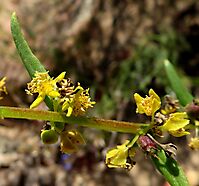 Tetragonia reduplicata stem and flowers