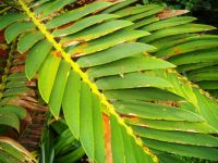 Encephalartos longifolius leaf