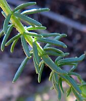 Selago villicaulis leaves