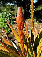 Aloe lineata var. muirii early inflorescence, bracts only