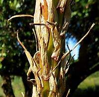 Aloe lineata var. muirii bracts and stalks