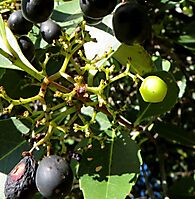 Cassine peragua fruits disappearing