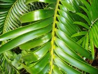 Encephalartos natalensis leaf