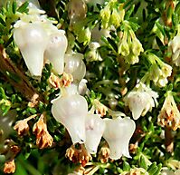 Erica glomiflora var. glomiflora flowers