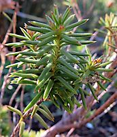 Erica taxifolia stem-tip leaves