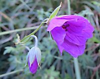 Geranium drakensbergensis half-open flower