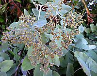 Helichrysum populifolium inflorescence